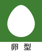 卵型